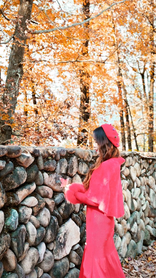 楠溪江紅楓古道的楓葉紅了