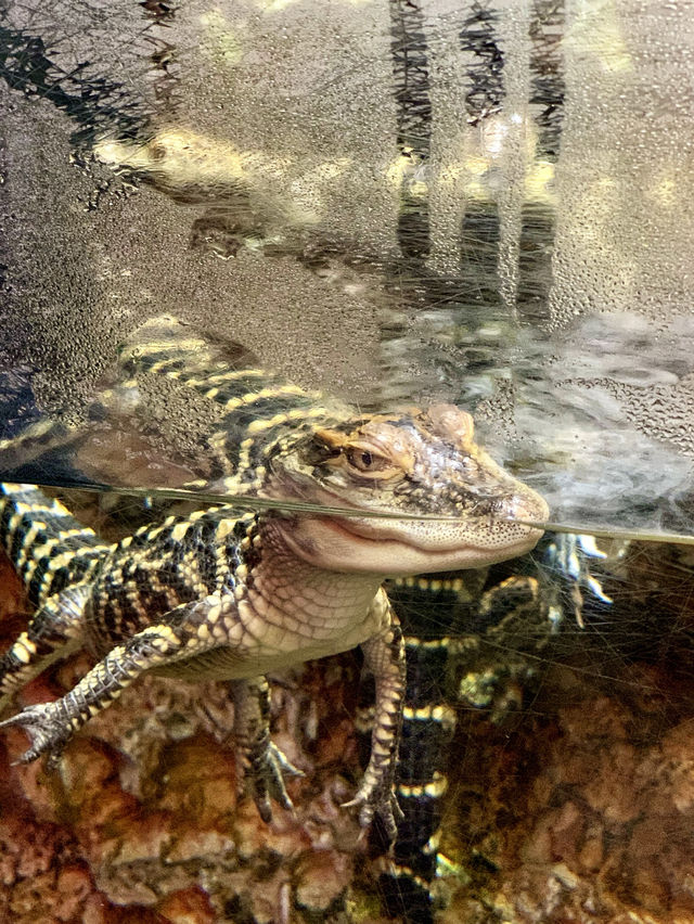 亞特蘭大喬治亞水族館｜親子遊的絕佳選擇