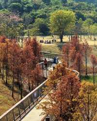 頭陂公園，自然與歡樂的完美融合