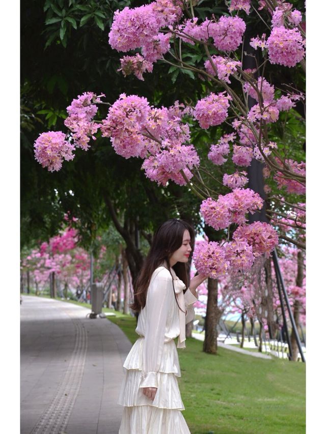 賞花季｜冬天的浪漫是紫風鈴木花海給的