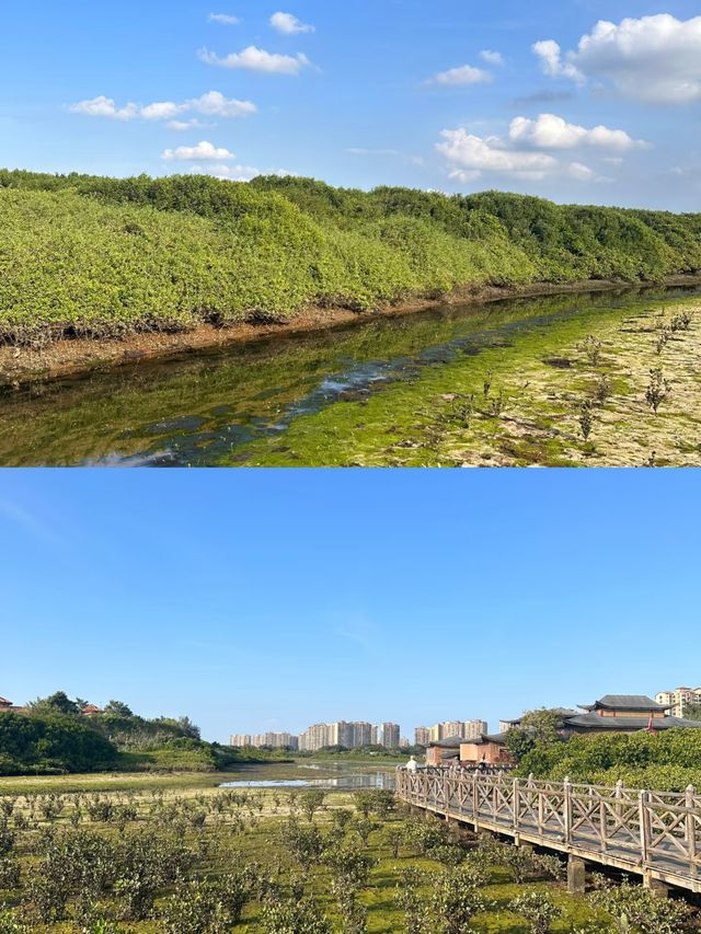 誤入紅樹林灣濕地公園，邂逅綠野仙蹤