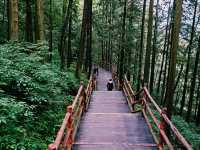 First Line Explorers: Deep Dive Into Hunan Forest "Underleaf" World