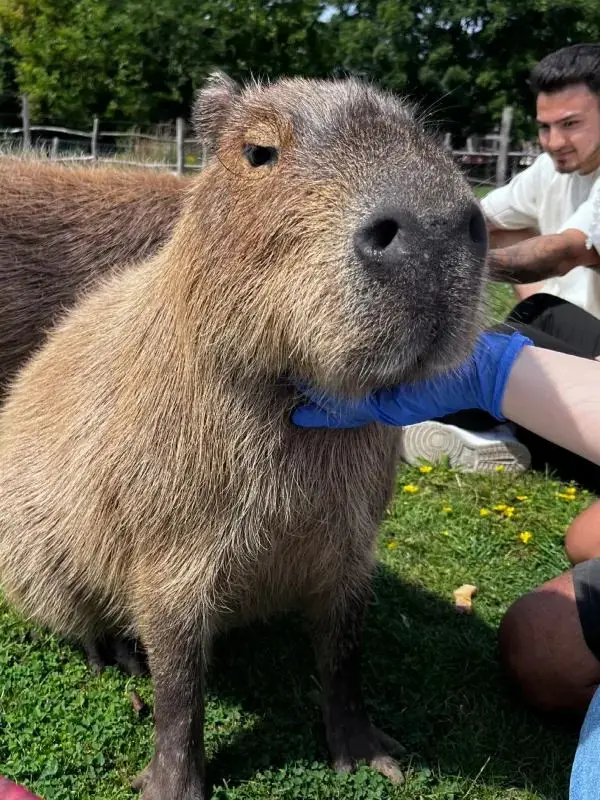 Weekend in London: Meet the Capybaras