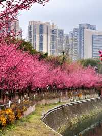 抓緊時間望江樓公園的杏梅美到心動