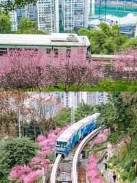 重慶賞花地圖拍花打卡地合集，錯過等一年