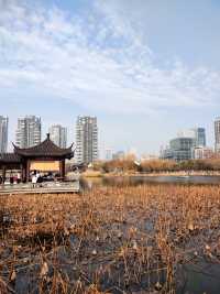 春和景明沙湖賞梅看平頭的606大廈
