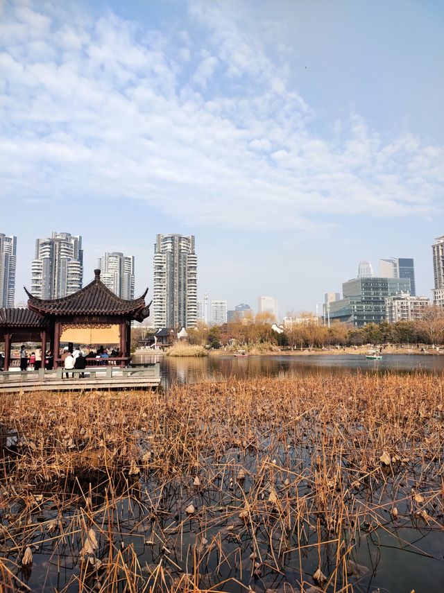 春和景明沙湖賞梅看平頭的606大廈
