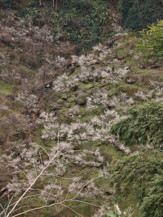 漫山遍野嘅青梅花，小眾遠足路線get