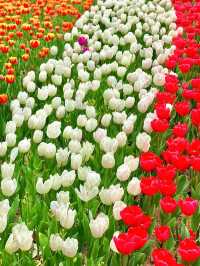 一不小心掉進鬱金香花海裏