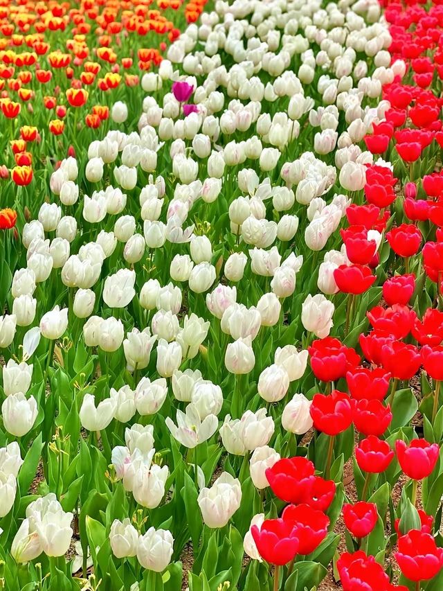一不小心掉進鬱金香花海裏