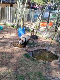 避坑指南：南山竹海門票交通防蚊全攻略，錯過會哭