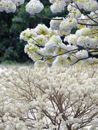 再過幾天廣州這棵白花風鈴木就爆花了