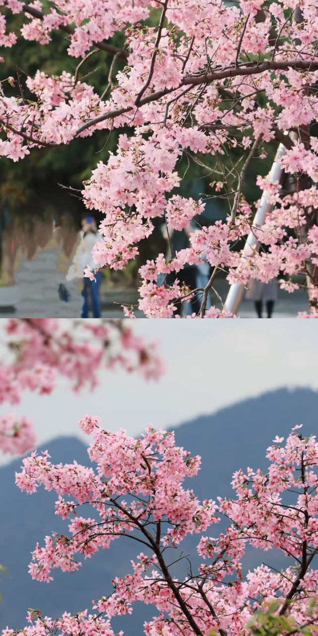 廣東3萬株櫻花海盛開了