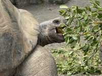 Auckland Zoo For Year Of the Snake, So Many Happy Animals!