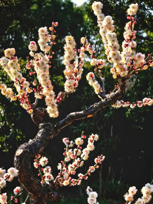 莘莊梅園賞梅精華週來了。 莘莊梅園賞梅精華週來了。