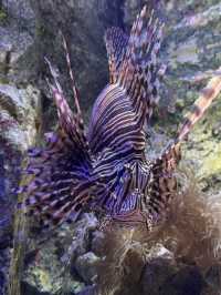 沼津港深海水族館：探索神秘深海世界的奇幻之旅！🐠#東京近郊