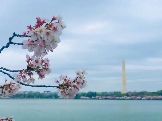 It's cherry blossom season in Washington, D.C. again!