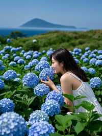 赴一場濟州島繡球花的繽紛之約