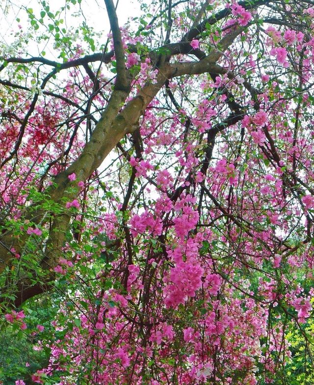 賞花遊｜園博園限定三角梅花海jue 美