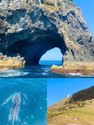 Paihia, New Zealand | A Dreamlike Encounter with Dolphins