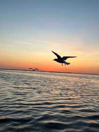 內蒙古自治區•居延海•夕陽下的蘆葦蕩