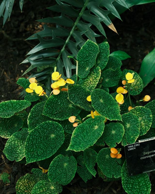 Explore Kew Gardens in London for a Relaxing Solo Adventure