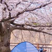 *𝙎𝙨'𝙨 生活碎片 | 大阪城公園的絢爛櫻景🌸🌸