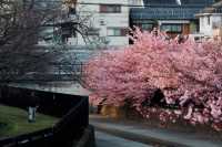 京都淀河津桜の現状を楽しむ