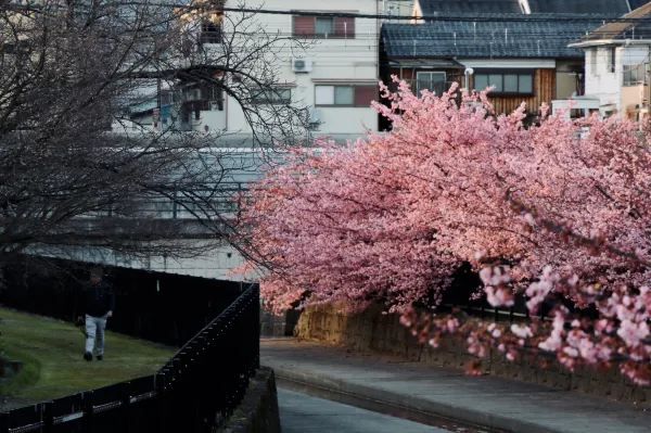 京都淀河津桜の現状を楽しむ