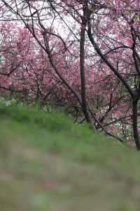 2025年第一波櫻花暴擊預警！~~石門森林公園