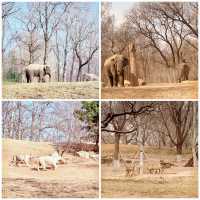 探索奇幻野生世界：北京野生動物園等你來發掘