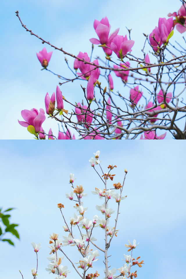 春日必住！泉州賞花方便就住呢間民宿