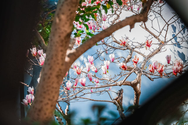 三月耦園打卡玉蘭花