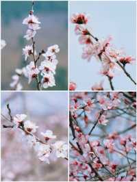 春日限定 | ‌ ‌‌‌南崖清水岩賞桃花遊玩攻略