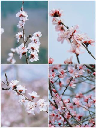 Limited-Time Spring Offer | ‌ ‌‌‌Guide to Enjoying Peach Blossoms at Nan Ya Qing Shui Yan