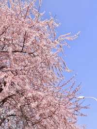 交換春天|粉色柔美夢幻漫畫樹地鐵直達!