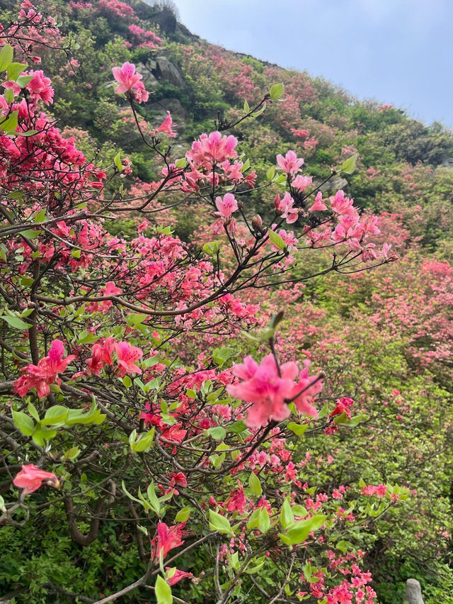 開爆了！這裡的100000畝野生花海才是四月的頂流！