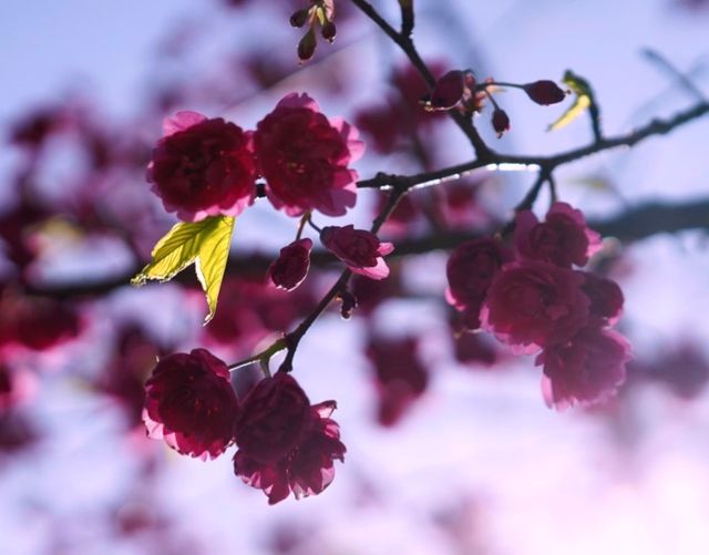 黿頭渚賞花記 黿頭渚賞花記