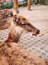 北京1.5小時直達！辛瑪森林動物樂園全攻略