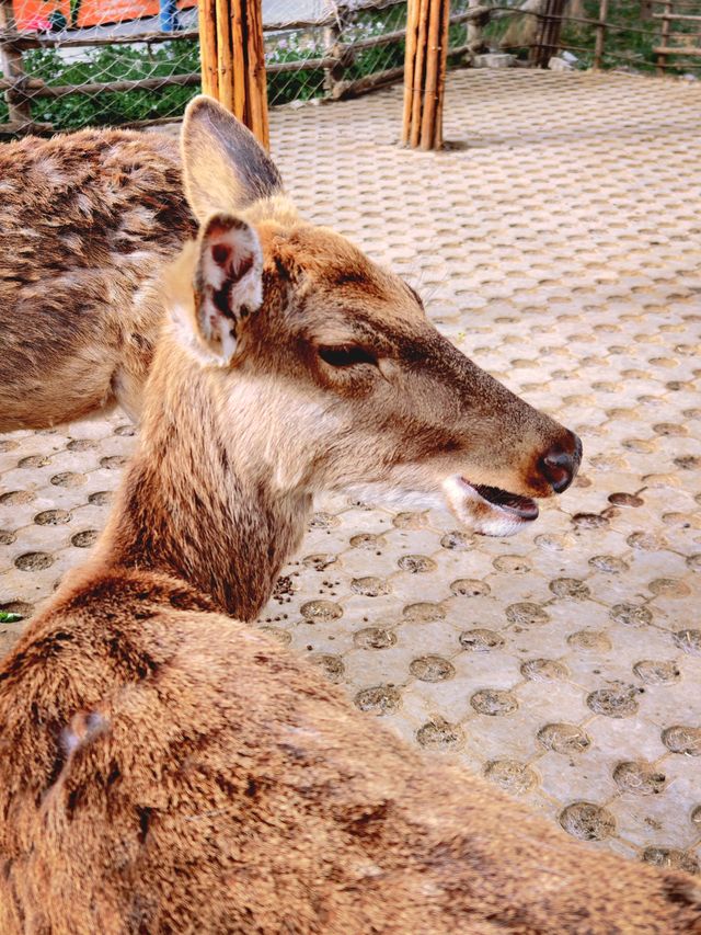北京1.5小時直達！辛瑪森林動物樂園全攻略