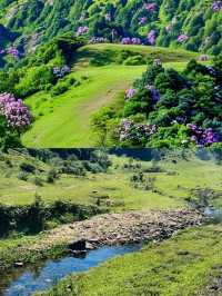 3月徒步賞花🌸廣東這個高山草甸滿山杜鵑花