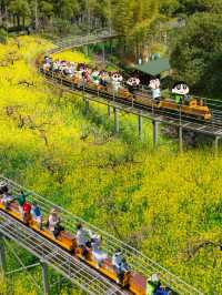 唔係婺源，喺湖州小火車駛過嘅油菜花海