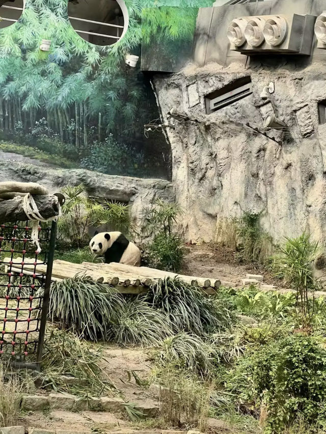 熊貓微笑，林間溫情—漫遊石排灣郊野公園