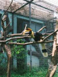 春天就應該去動物園逛逛！上海動物園已經更上一層樓喇