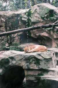 春天就應該去動物園逛逛！上海動物園已經更上一層樓喇