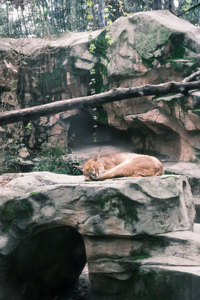 春天就應該去動物園逛逛！上海動物園已經更上一層樓喇