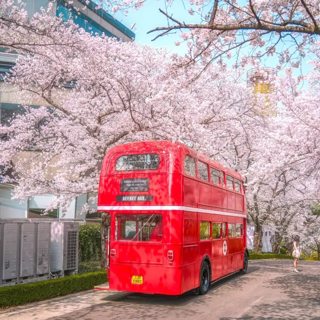 小韓🇰🇷櫻花實況!美到令人窒息