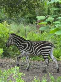 長春動植物園·西游記主題公園