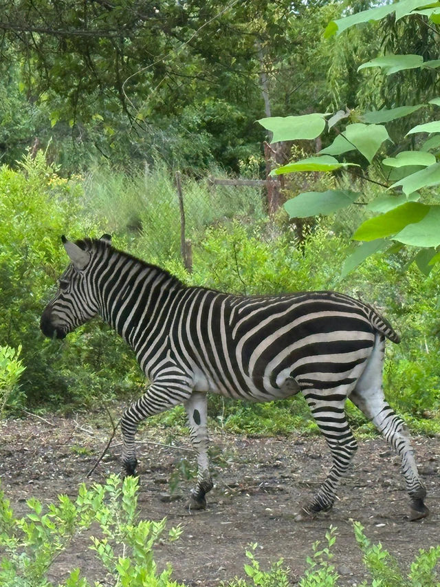 長春動植物園·西游記主題公園