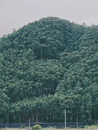森林氧吧，佛山高明皂幕山治癒了我的精神內耗